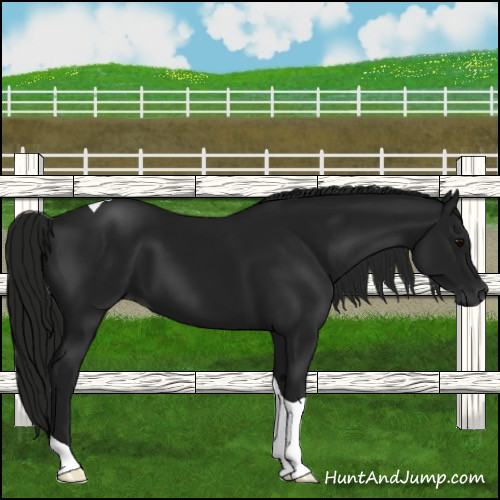 Horse Color:Gray Black Tobiano 