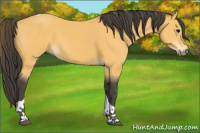 Horse Color:Buckskin Tobiano 