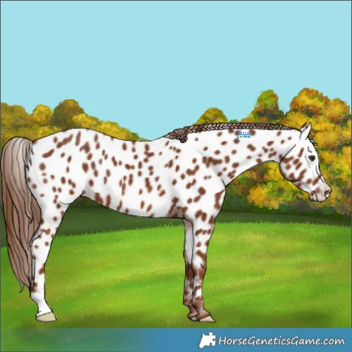 Horse Color:Chestnut Appaloosa Rabicano