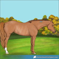 Horse Color:Chestnut Rabicano