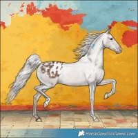 Horse Color:Silver Black Appaloosa Rabicano 