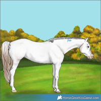 Horse Color:Chestnut Splash Appaloosa 