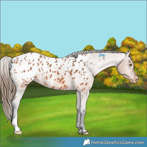 Horse Color:Bay Appaloosa 