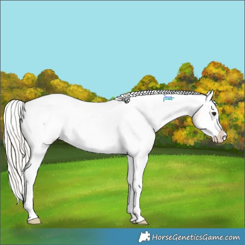 Horse Color:Silver Bay Splash Appaloosa