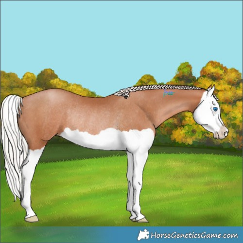 Horse Color:Silver Brown Pearl Splash Rabicano