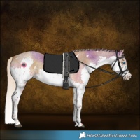 Horse Color:White Spotted Chocolate Palomino Roan Dun Splash 