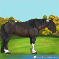 Horse Color:Brown Tobiano 