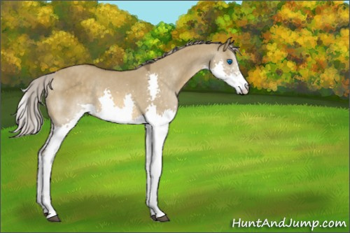 Horse Color:Chocolate Palomino Roan Dun Splash 