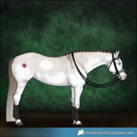 Horse Color:Liver Red Dun Roan Splash 