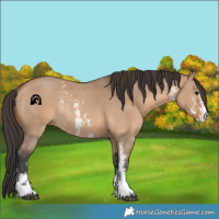 Horse Color:Bay Dun Sabino Rabicano 