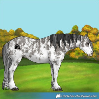 Horse Color:Grullo Sabino Rabicano