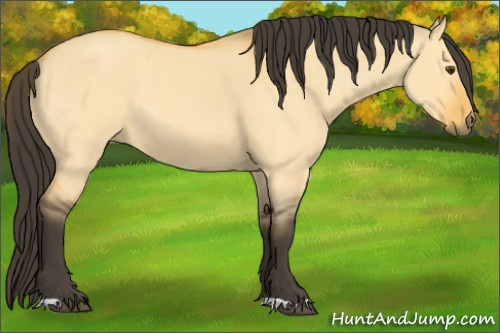 Horse Color:Buckskin Roan Dun Rabicano 