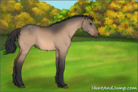 Horse Color:Brown Dun Sabino Rabicano