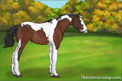 Horse Color:Brown Splash Tobiano Rabicano 