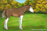 Horse Color:Chocolate Palomino Splash 