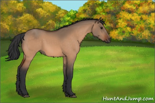 Horse Color:Bay Dun Sabino Rabicano 