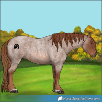 Horse Color:Red Roan 