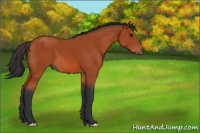 Horse Color:Bay 