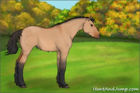 Horse Color:Bay Dun Sabino Rabicano 