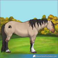 Horse Color:Bay Dun Sabino Rabicano 