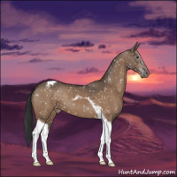 Horse Color:Brown Dun Tobiano Appaloosa