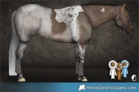 Horse Color:Brown Dun Tobiano Rabicano 