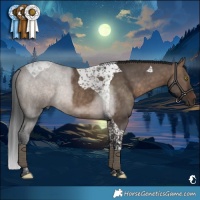 Horse Color:Brown Dun Tobiano Rabicano