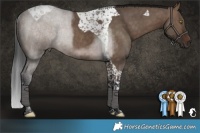 Horse Color:Brown Dun Tobiano Rabicano 