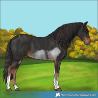 Horse Color:Liver Chestnut Tobiano 