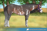 Horse Color:Brown Sabino
