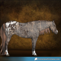 Horse Color:Liver Red Dun Rabicano  and Liver Chestnut Appaloosa 
