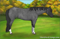 Horse Color:Blue Roan Tobiano 