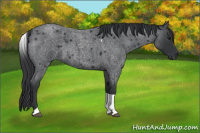 Horse Color:Blue Roan Tobiano 