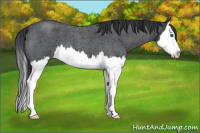Horse Color:Blue Roan Splash 