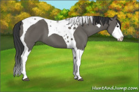 Horse Color:Grullo Splash Tobiano 