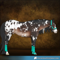 Horse Color:White Spotted Brown Sabino Appaloosa