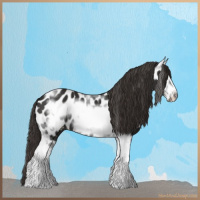 Horse Color:Liver Chestnut Tobiano Frame Appaloosa 