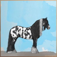 Horse Color:Black Tobiano Frame Appaloosa 