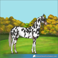 Horse Color:Liver Chestnut Tobiano Frame Appaloosa 