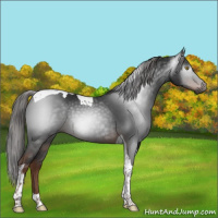 Horse Color:Gray Liver Chestnut Tobiano 