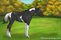 Horse Color:Liver Chestnut Tobiano