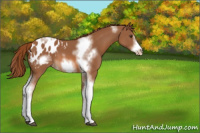 Horse Color:Chestnut Sabino Tobiano Frame Appaloosa 