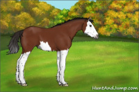 Horse Color:Gray Bay Splash 