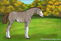 Horse Color:Red Dun Ice Sabino 