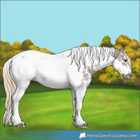 Horse Color:Chocolate Palomino Ice Sabino Tobiano Frame Rabicano 