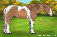 Horse Color:Chestnut Splash Tobiano 