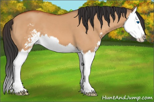 Horse Color:Bay Dun Sabino Splash 