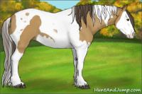 Horse Color:Buckskin Splash Tobiano 