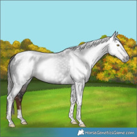 Horse Color:Gray Liver Chestnut Tobiano 