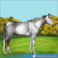 Horse Color:Gray Liver Chestnut Tobiano 